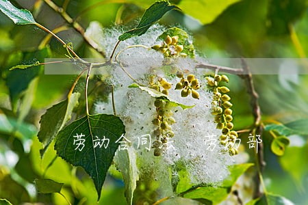 劳动合同法 劳动部